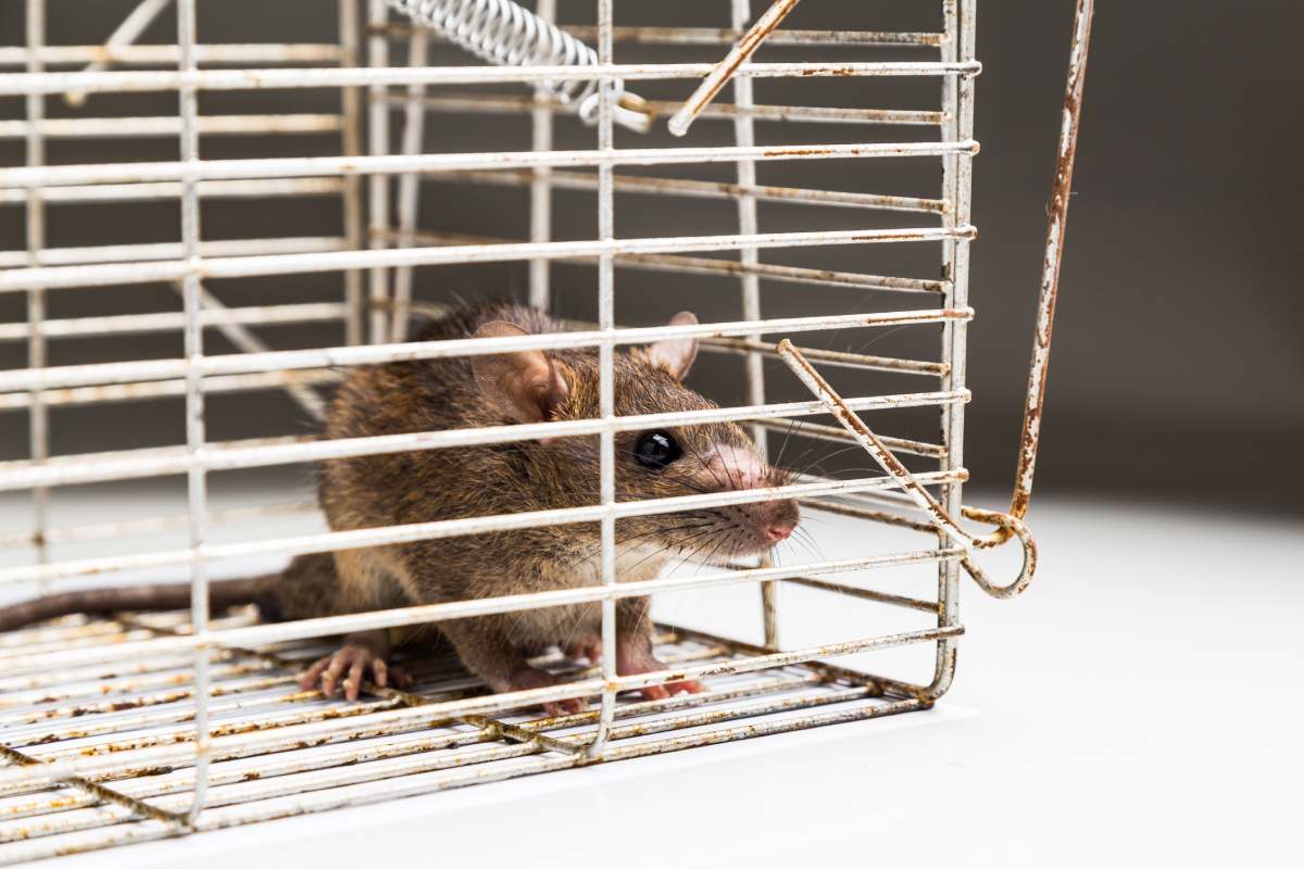 Close up of anxious rat trapped and caught in metal cage