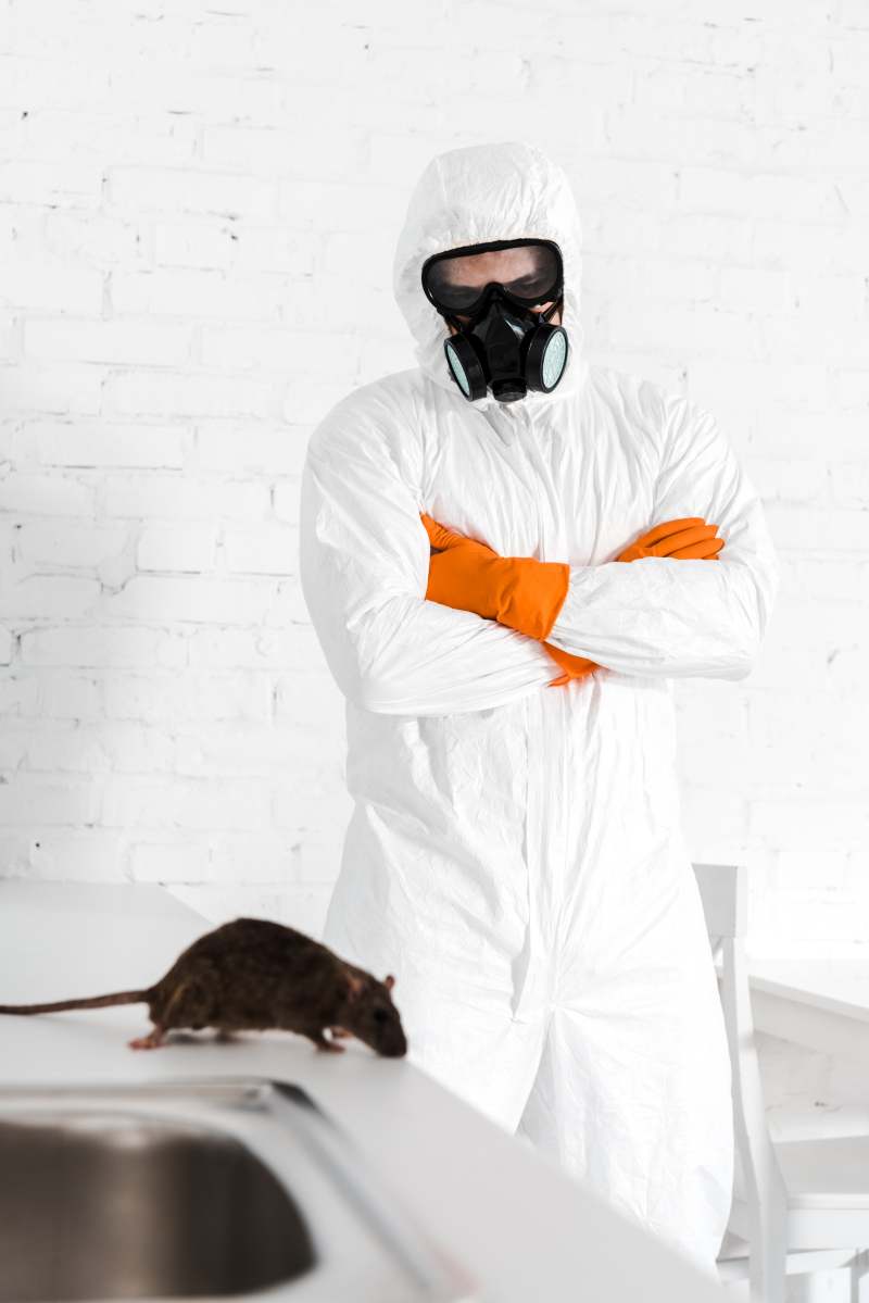 exterminator standing with crossed arms and looking at rat