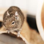 The degu squirrel, a domestic pet. Little cute gray mouse Degu.