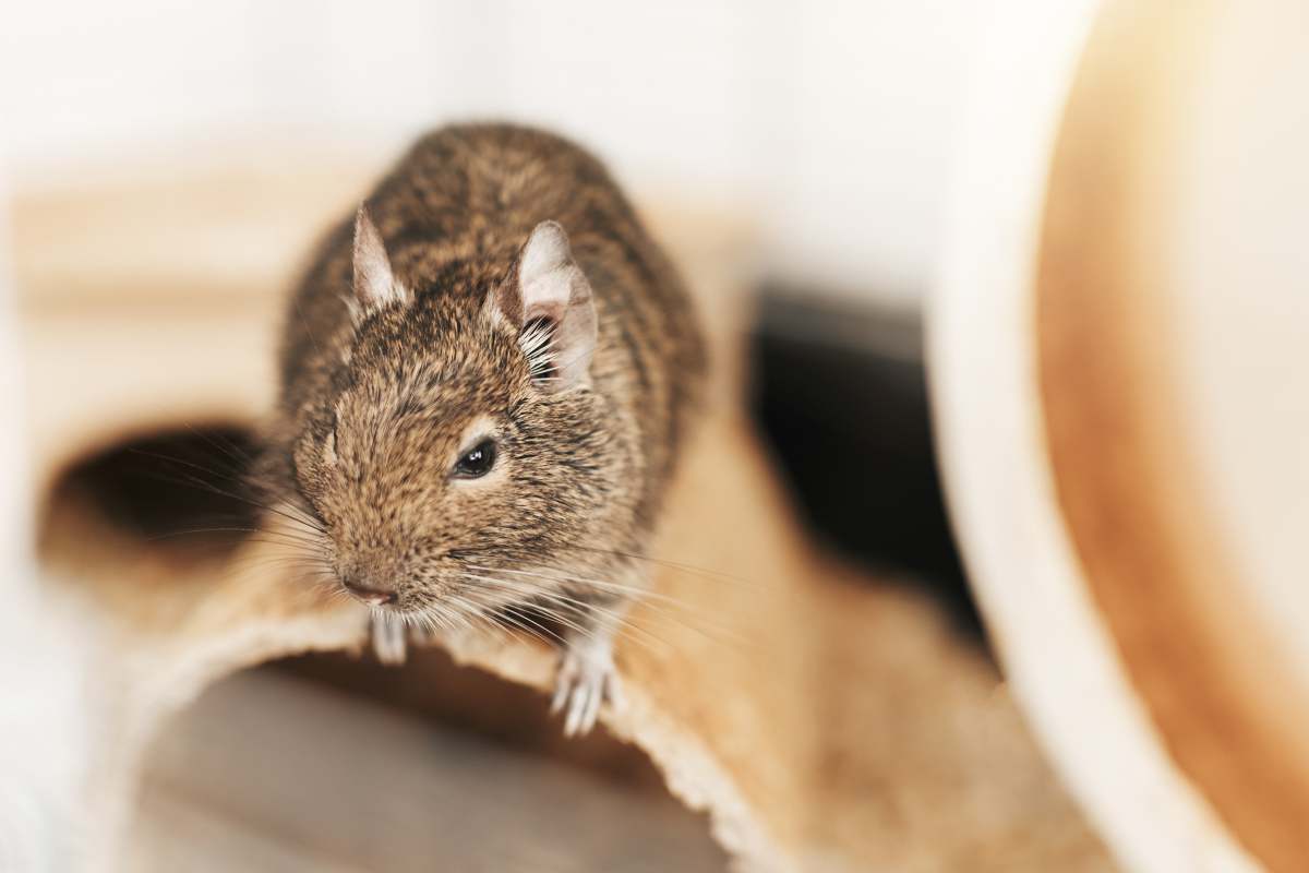 The degu squirrel, a domestic pet. Little cute gray mouse Degu.