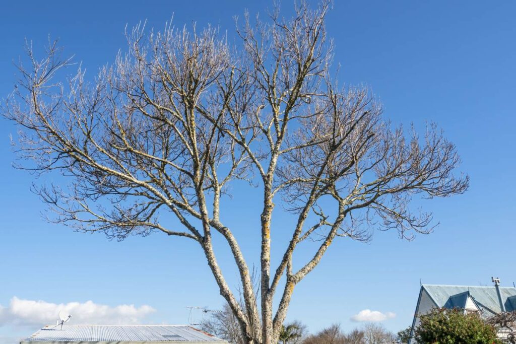 Example of tree lopping showing poor cutting techniques and branch stubs